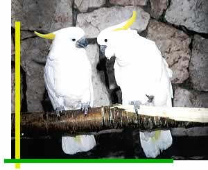 Kakadus