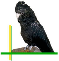 Kakadu